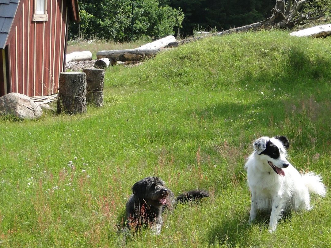 Top Hundeurlaub Ferienhaus Weißdorn in der Lüneburger Heide